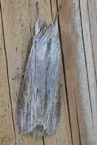 Cucullia umbratica