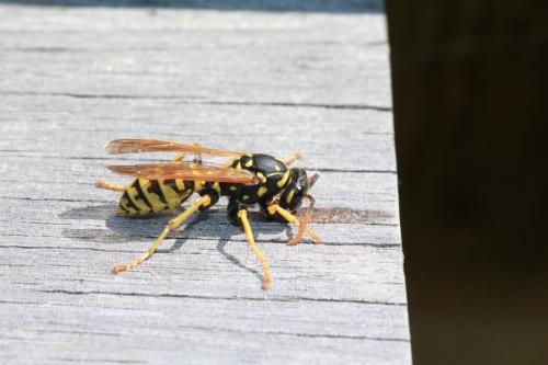 Polistes dominula