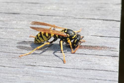 Polistes dominula