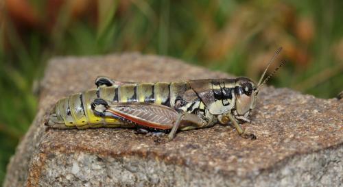 Podisma dechambrei dechambrei
