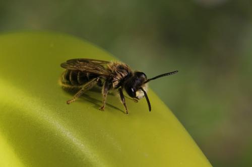 Andrena sp.