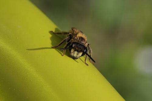 Andrena sp.
