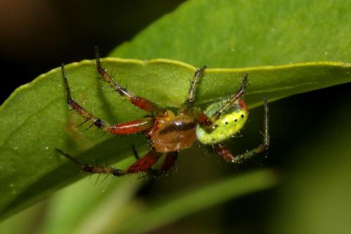 Araniella sp.