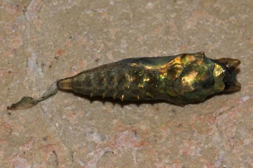 Aglais urticae