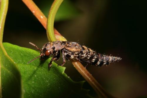 Ontholestes sp.