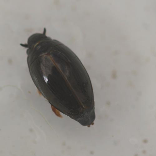 Réf. 132 721 : Gyrinus sp.