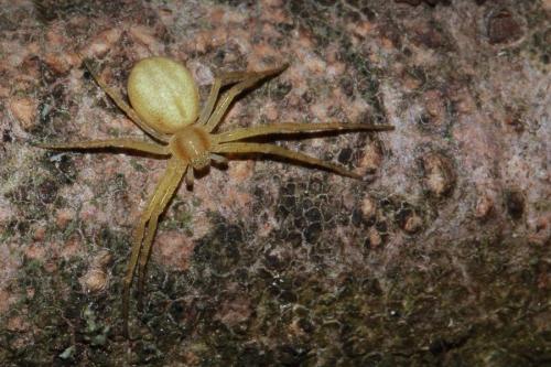 Philodromus sp.