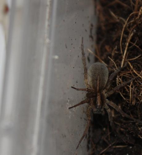 Trochosa sp.