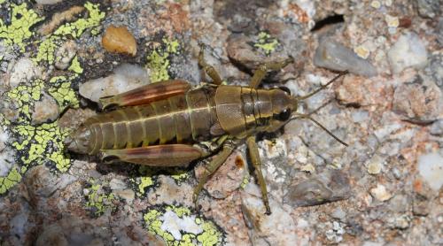 Podisma dechambrei dechambrei