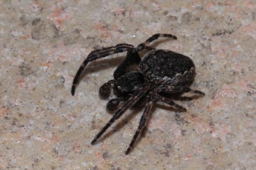Réf. 132 844 : Nuctenea umbratica