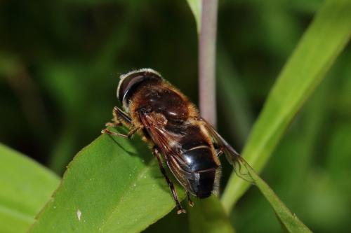 Eristalis pertinax