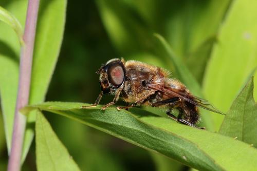 Eristalis pertinax