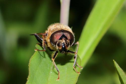 Réf. 132 335 : Eristalis pertinax
