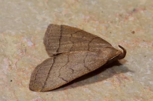 Réf. 132 540 : Herminia tarsipennalis