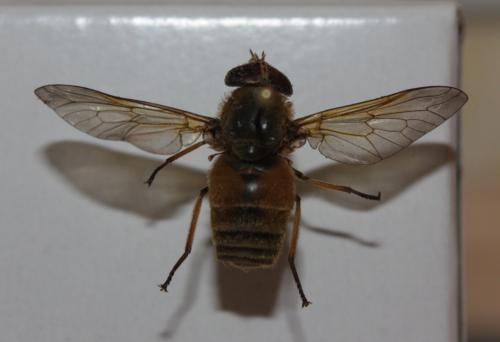 Réf. 132 601 : Philipomyia graeca