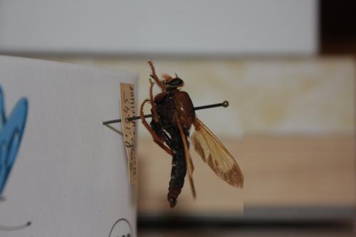 Réf. 132 604 : Asilus barbarus