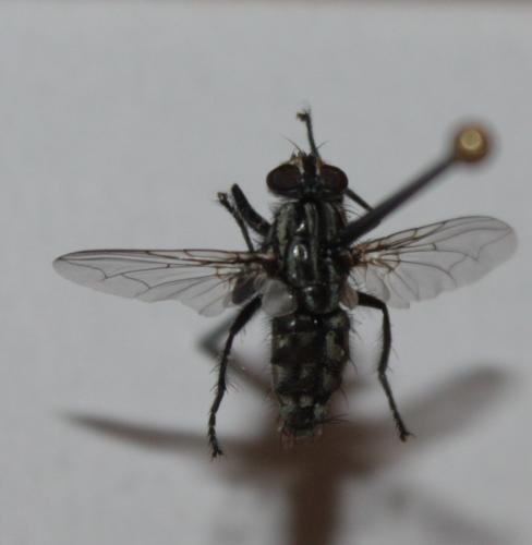 Sarcophaga sp.