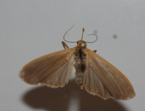 Eilema sp.
