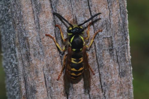 Vespula germanica