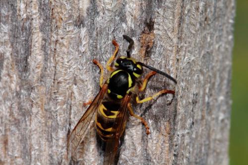 Vespula germanica