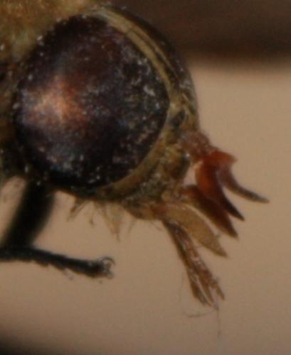 Philipomyia graeca