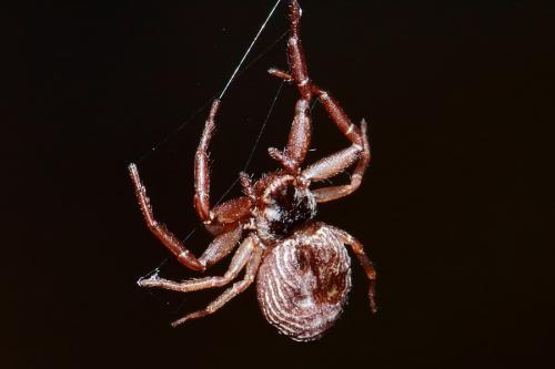 Coriarachne depressa