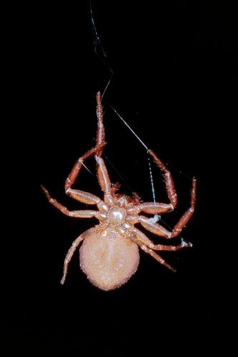 Coriarachne depressa