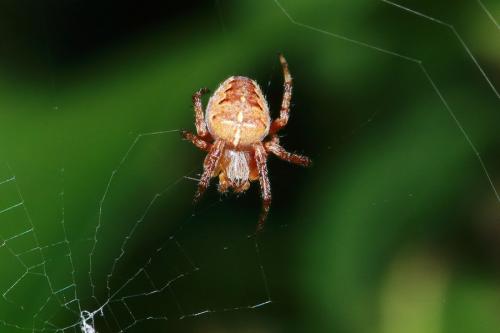 Réf. 132 676 : Araneus diadematus