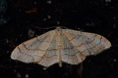 Réf. 132 954 : Idaea aversata