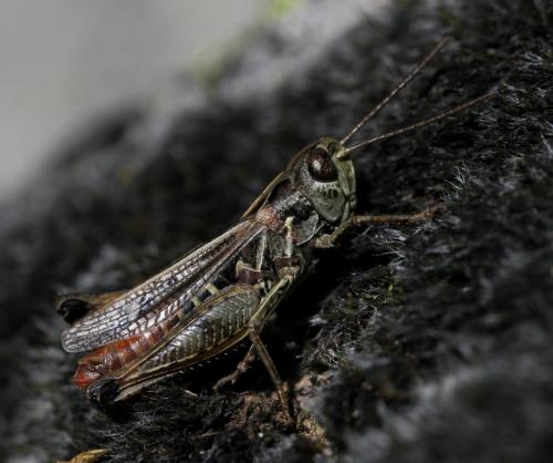 Omocestus haemorrhoidalis haemorrhoidalis