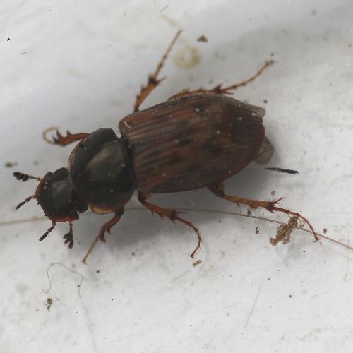 Nimbus contaminatus