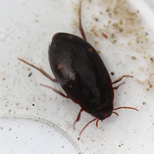 Agabus guttatus
