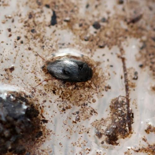 Hydroporus sp.