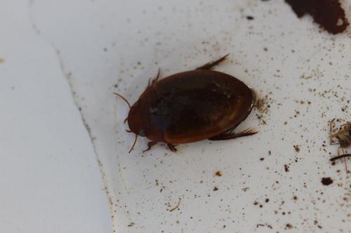 Réf. 132 649 : Agabus brunneus