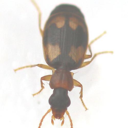 Réf. 132 743 : Calodromius bifasciatus