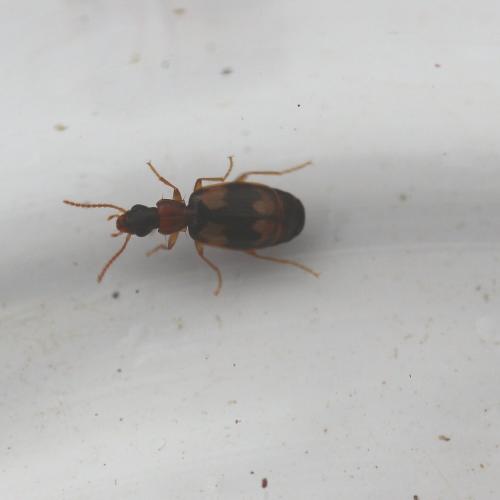 Calodromius bifasciatus