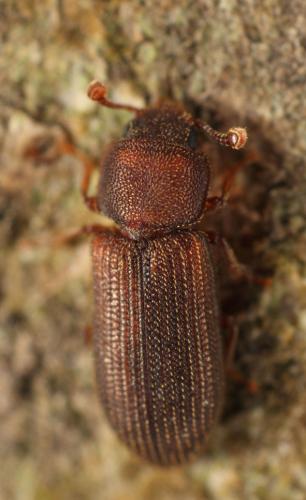 Synchita separanda