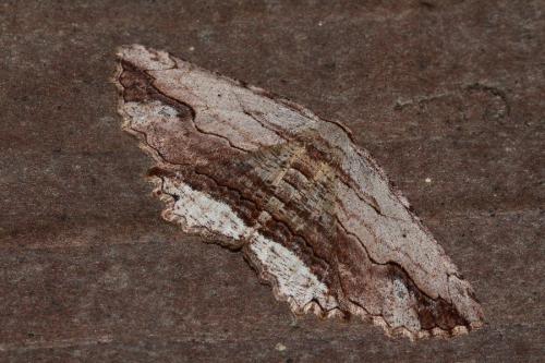 Réf. 132 567 : Menophra abruptaria