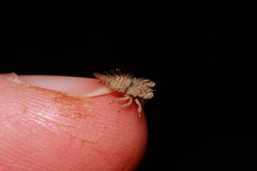 Stictocephala bisonia