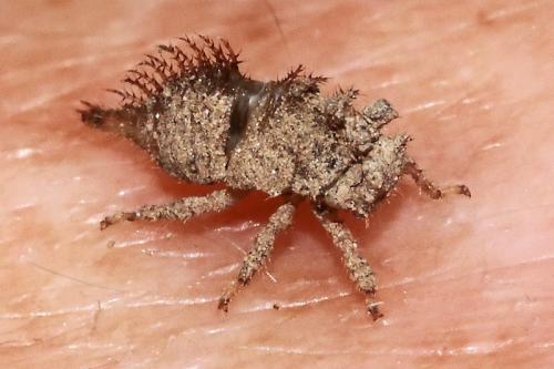 Réf. 132 141 : Stictocephala bisonia