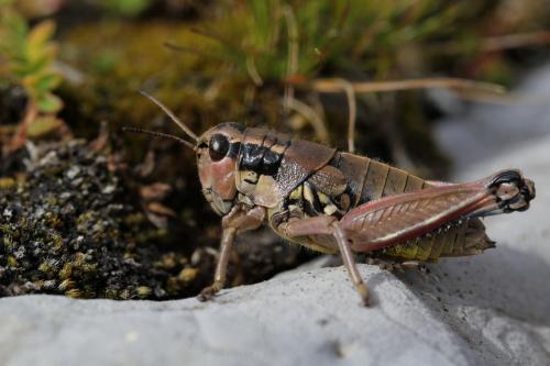 Podisma sp.