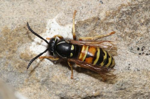 Vespula rufa