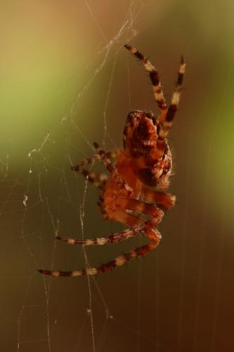Araneus diadematus
