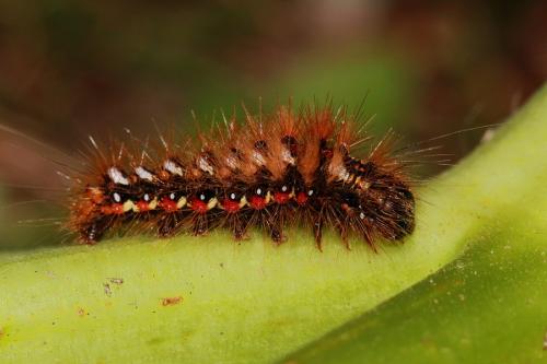 Acronicta rumicis