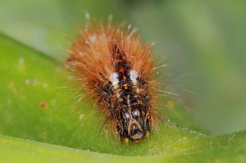 Acronicta rumicis