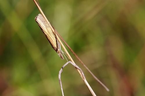 Agriphila sp.