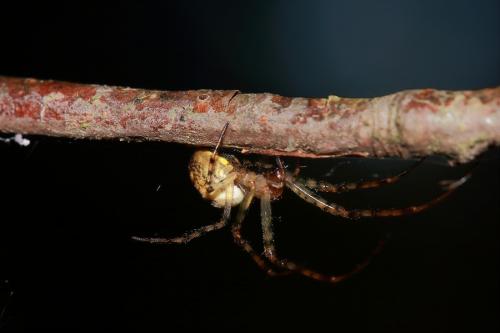Metellina sp.