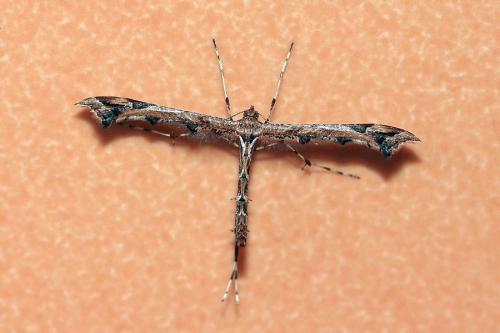 Amblyptilia acanthadactyla