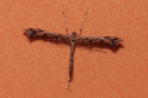Réf. 132 624 : Amblyptilia acanthadactyla