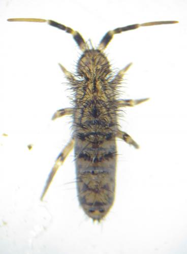 Réf. 132 862 : Orchesella villosa